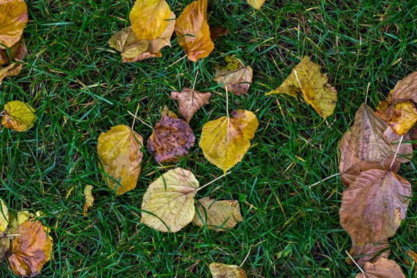 Опавшие осенние листья на траве. — стоковое фото