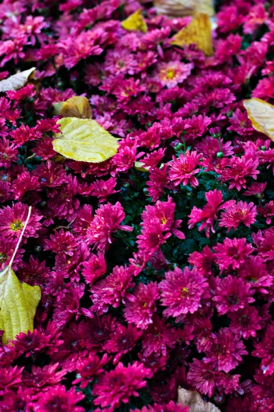 Хризантемы осенью — стоковое фото