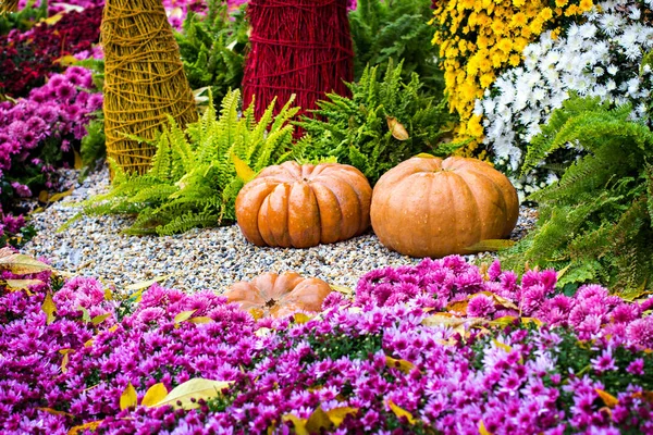 Pumpkins. Autumn decoration of the garden — Stock Photo, Image