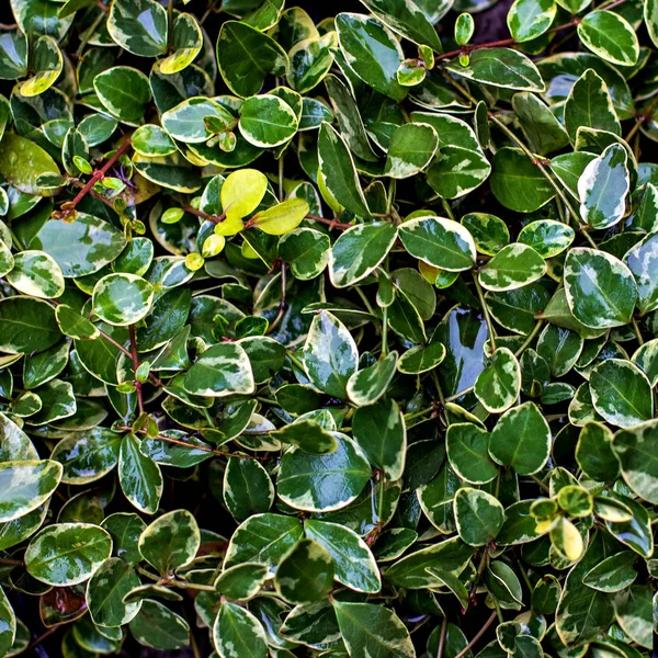 Fondo de hojas húmedas verdes . — Foto de Stock