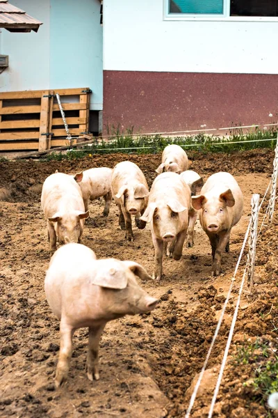 Stádo prasat na farmě chov prasat — Stock fotografie