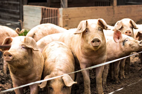 Rebaño de cerdos en una granja de cría de cerdos —  Fotos de Stock