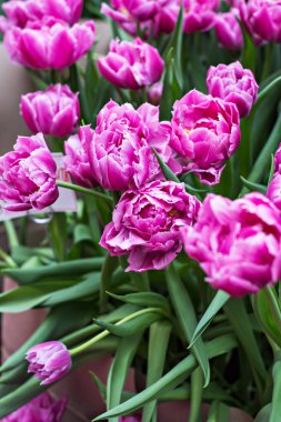 Bir buket Pembe Lale. Bir sürü Lale çiçek bir sergisinde. Lale.