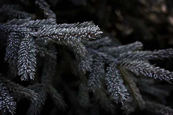 Gałęzie Jodłowe Szronie Niebieska Jodła Zimą Śniegu Mróz Piękne Zimowe — Zdjęcie stockowe