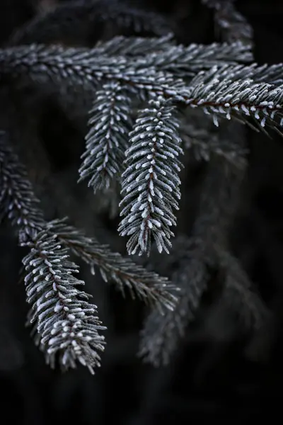 Fir Branches Hoarfrost Blue Fir Winter Snow Frost Beautiful Winter — Stock Photo, Image
