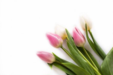 Beyaz bir arka plan üzerinde beyaz ve pembe laleler. 