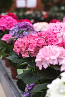 Hydrangea Macrophylla