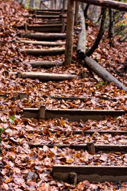 Düşen yapraklarla kaplı bir ahşap merdiven.