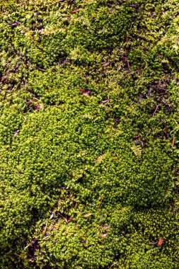 Yeşil yosun örtbas yetiştirilen