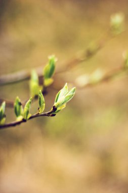 Ağaçlarda böbrekler çiçeği.