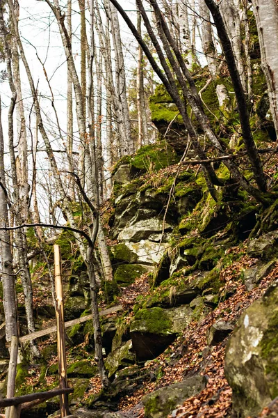 Chemin à travers la forêt verte dans les montagnes — Photo