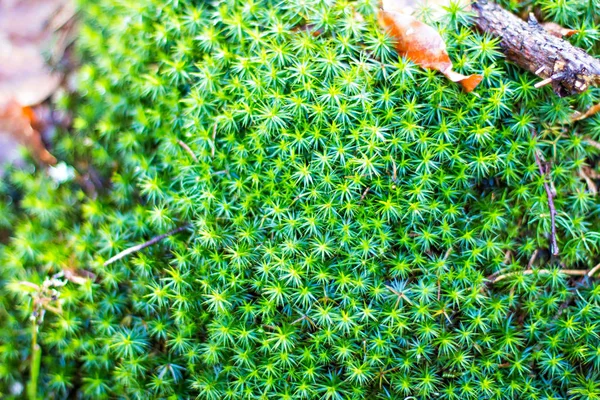 Зеленый мох вырос под прикрытием — стоковое фото
