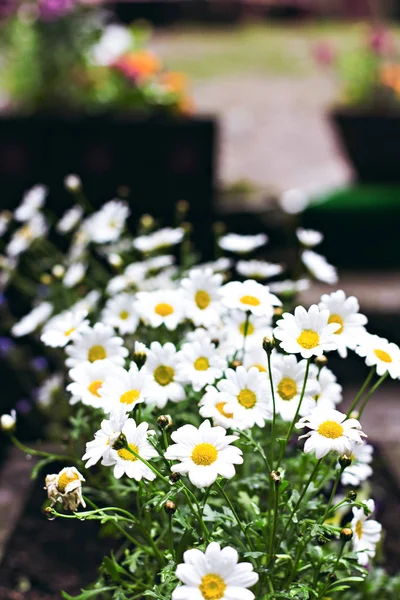 Manzanilla. cama de flores con flores . —  Fotos de Stock