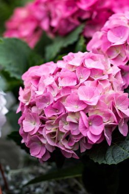 Hydrangea Macrophylla