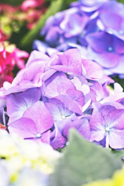 Hydrangea Macrophylla