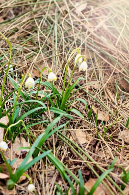 Kardelen. İlk bahar çiçekleri. 