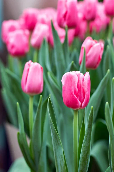 Sporo tulipany na wystawie kwiatów. — Zdjęcie stockowe