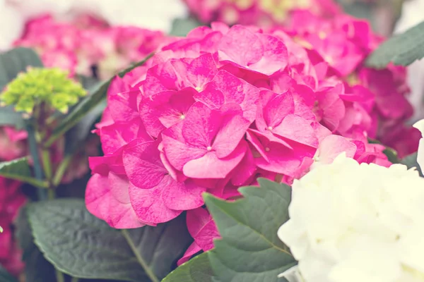 Hydrangea macrophylla — Stock Photo, Image