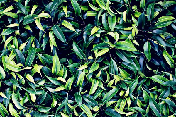 Hintergrund der grünen Blätter. Natürlicher Hintergrund. — Stockfoto