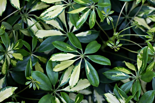 Fond de feuilles vertes. Contexte naturel . — Photo