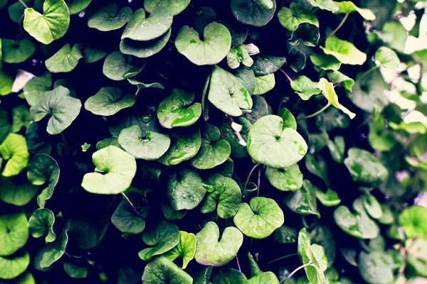 Фон из зеленых листьев. Естественный фон . — стоковое фото