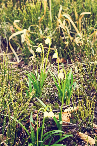 Gotas de nieve. Las primeras flores de primavera . —  Fotos de Stock