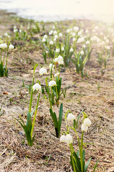 Snowdrops. Τα πρώτα λουλούδια της άνοιξης. — Φωτογραφία Αρχείου
