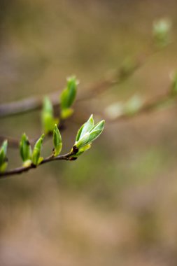 Ağaçlarda böbrekler çiçeği.