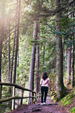 Dağlarda yeşil orman yolundan