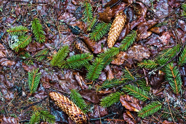 Cones e jovens ramos de abeto no chão . — Fotografia de Stock