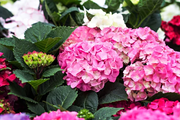 Hydrangea Macrophylla