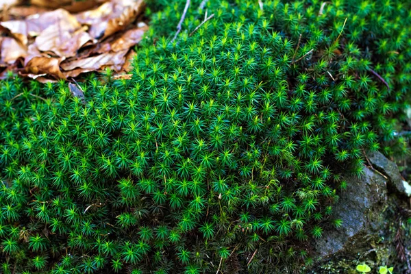 Yeşil yosun örtbas yetiştirilen