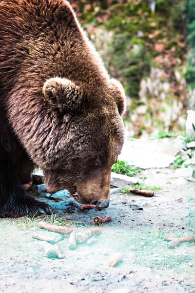 Urso castanho na reserva . — Fotografia de Stock