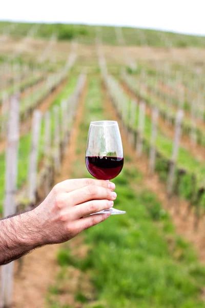 Bir adamın elinde bir kadeh kırmızı şarap. — Stok fotoğraf