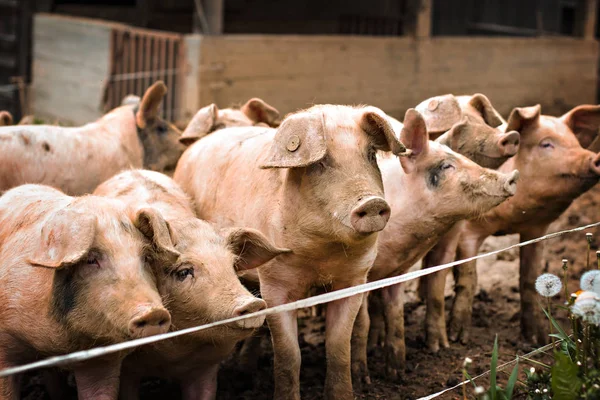 Porcs à la ferme. — Photo