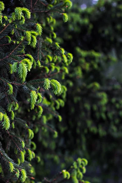 Green fir tree with growing sprouts. — Stock Photo, Image
