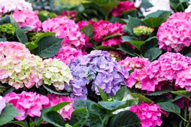 Hydrangea Macrophylla