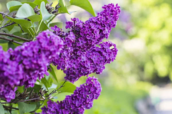 Flowers of lilac tree at spring — Stock Photo, Image