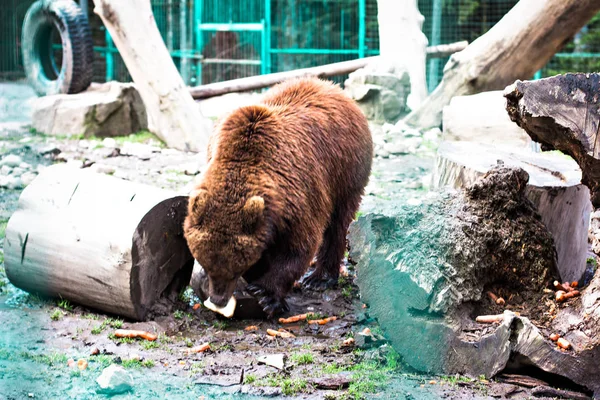 Bruine beer in het reservaat. — Stockfoto