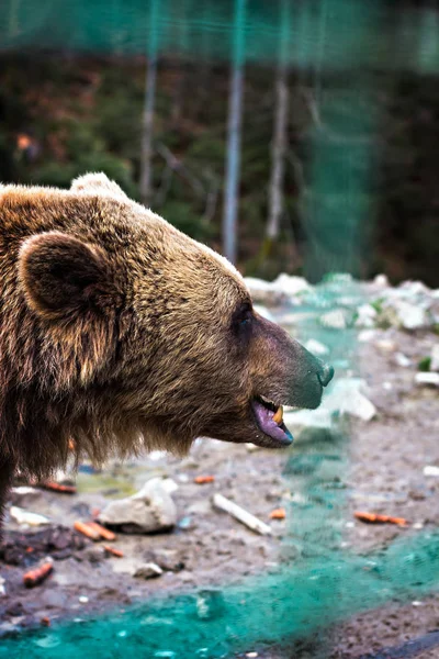 Urso castanho na reserva . — Fotografia de Stock