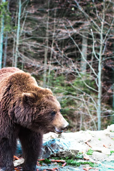 Orso bruno nella riserva . — Foto Stock