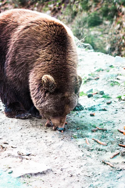 Oso pardo en la reserva . — Foto de Stock