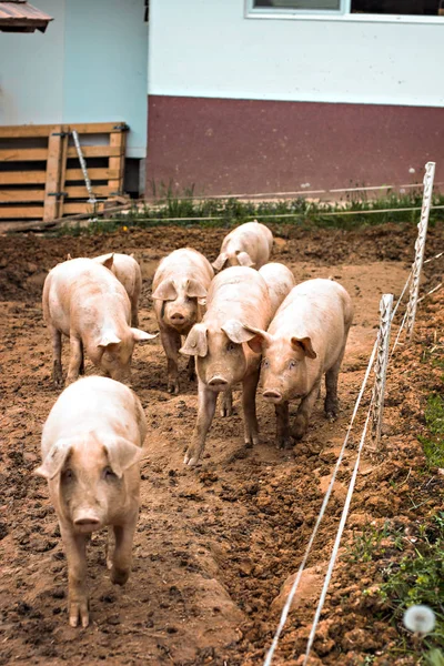 Pigs on the farm.