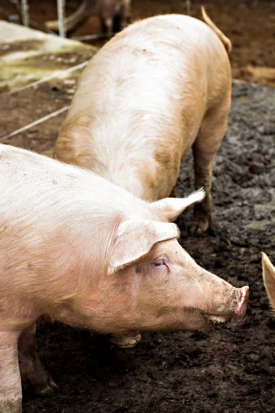 Schweine auf dem Hof. — Stockfoto