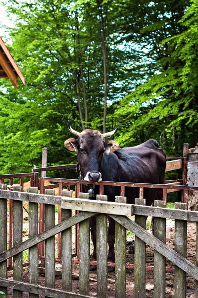 Bulle auf dem Bauernhof im Stall. — Stockfoto