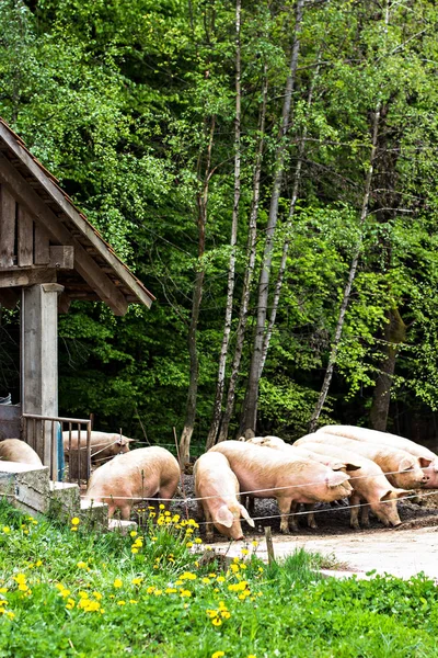 Schweine auf dem Hof. — Stockfoto