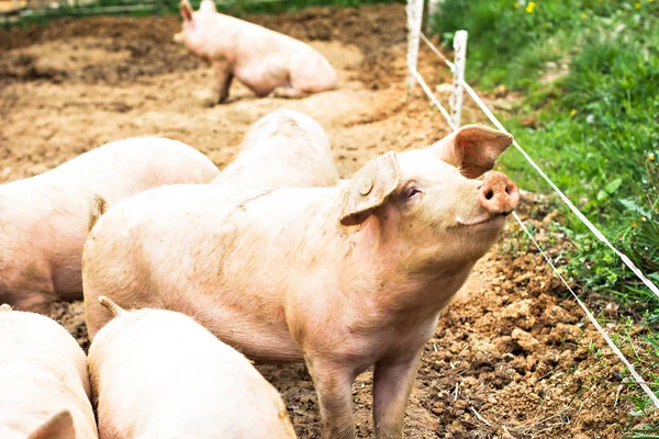 Schweine auf dem Hof. — Stockfoto