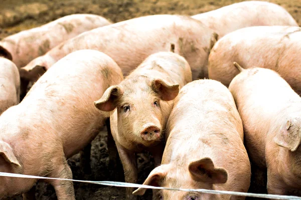 Cerdos en la granja. — Foto de Stock