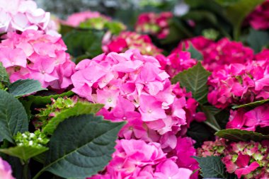 Hydrangea Macrophylla