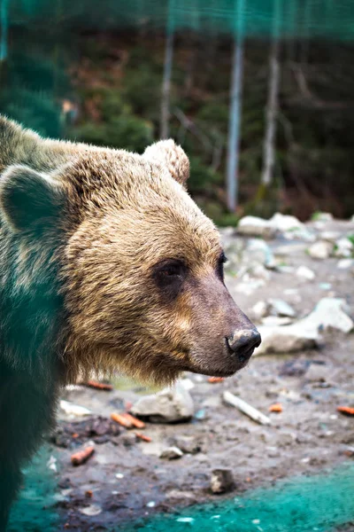 Medvěd hnědý v rezervaci. — Stock fotografie